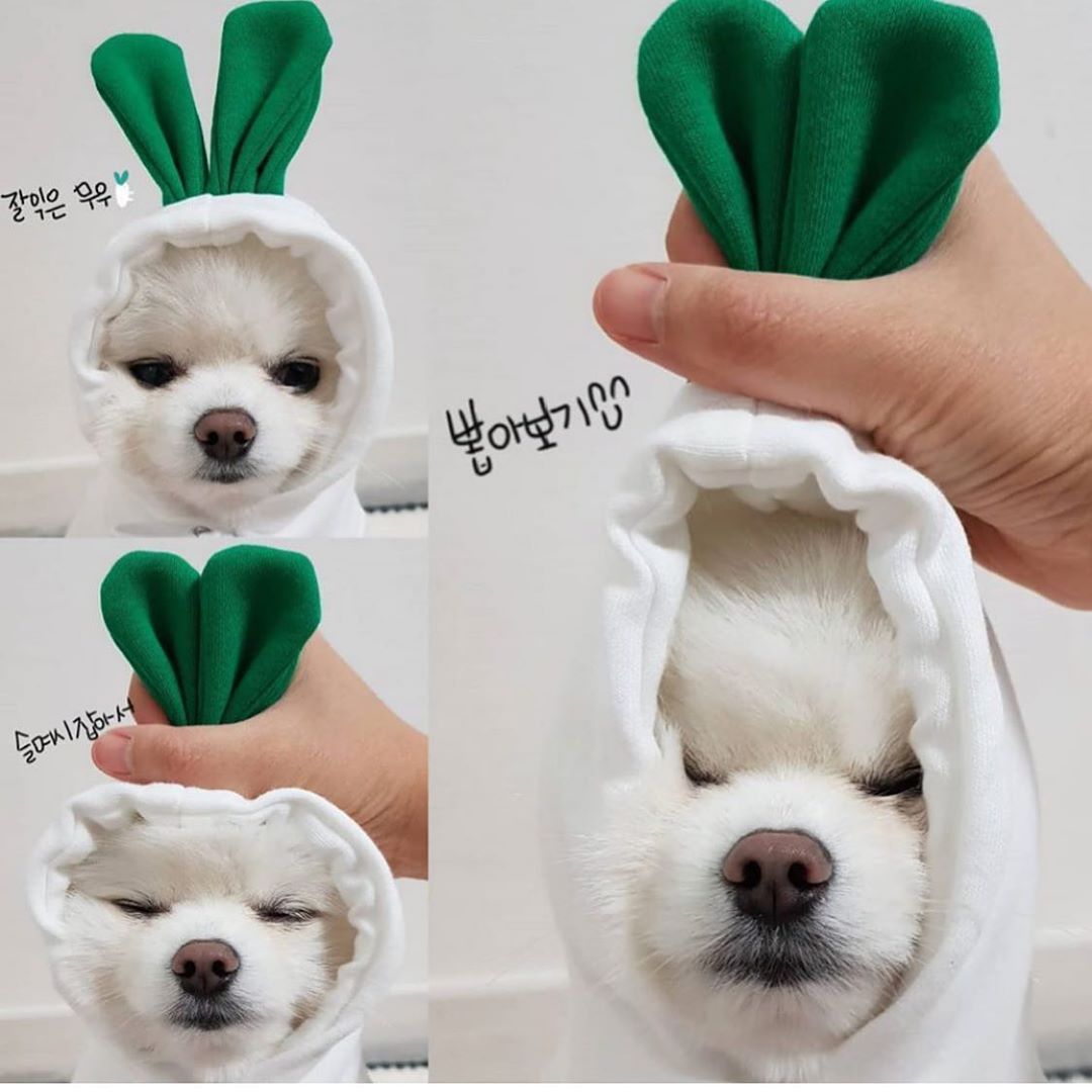 Cute Fruit Dog Clothes For Small Dogs.